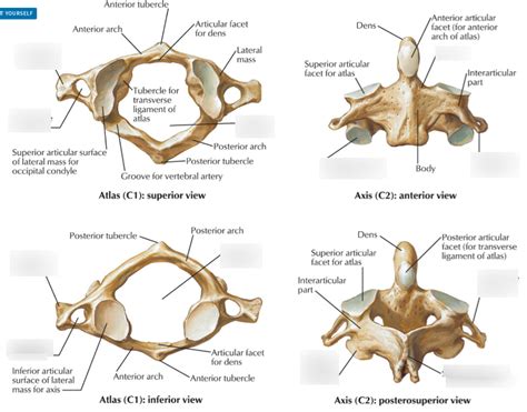 Cervical Vertebrae Atlas And Axis Diagram Quizlet