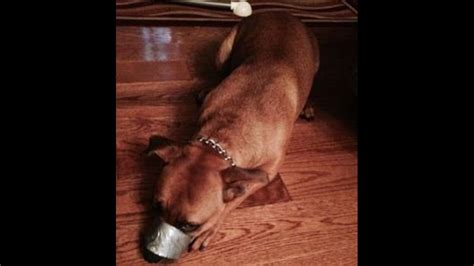 Woman Duct Tapes Dogs Mouth Shut Posts Photos On Facebook