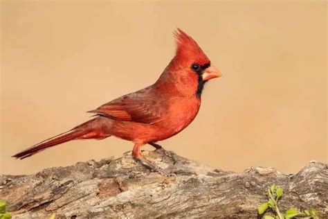 Northern Cardinal Cardinalis Cardinalis Hawaii Bird Guide