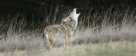 Coyote in my Neighborhood or Yard – Wildlife Illinois
