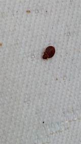 How To Get Rid Of Bed Bugs Cdc Images