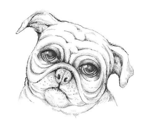 Dog Mouth Drawing At Getdrawings Free Download