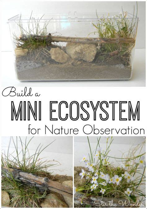 8 easy solutions for mealy bugs! Build a Mini Ecosystem for Nature Observation with Kids ...