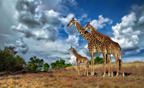 Download Wallpaper For 1366x768 Resolution Africa Giraffe Savannah