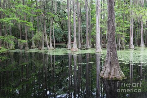 Cypress Swamp Photograph By Carol Groenen
