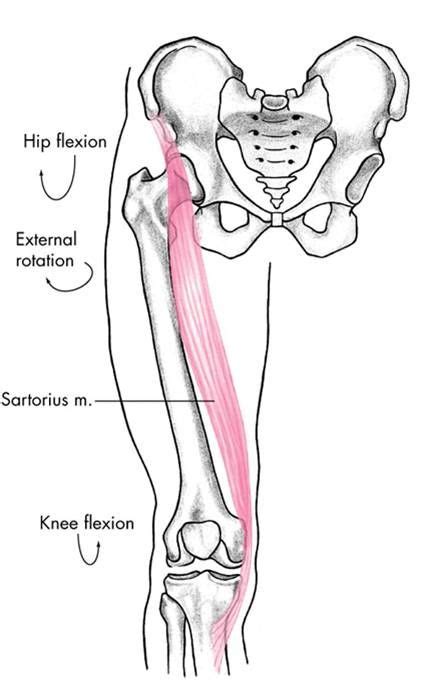 Sartorius | Types of muscles, Sartorius muscle, Muscle