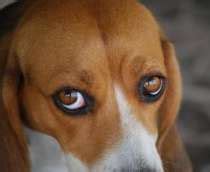 Nope, there aren't any home remedies that i'm aware of. Cherry Eye In Dogs, Stay Calm Even Though It Looks ...