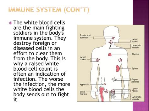 Ppt Human Immune System Powerpoint Presentation Free Download Id