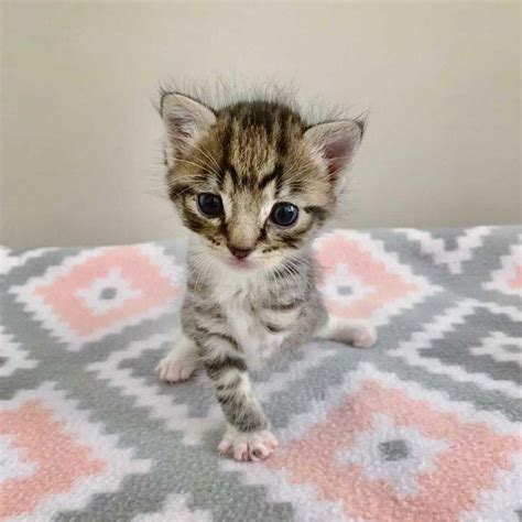 Kitten Missing A Leg Shows Everyone What He Can Do With The Help Of