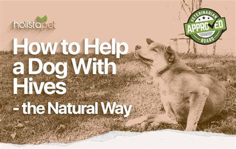 The Best Natural Dog Hives Remedies Vet Approved Remedy Guide