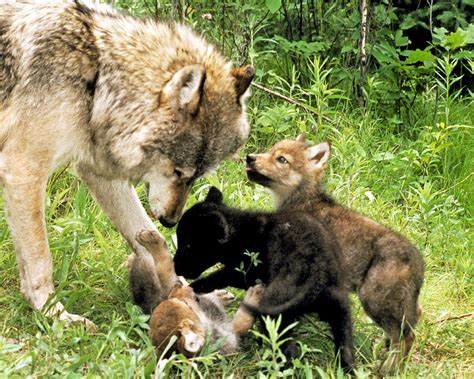 Gray Wolf With Cubs Photograph By Larry Allan Fine Art America