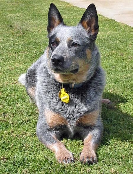 Weighing your blue heeler puppy. Breeds Dog: Blue Heeler Dog and Description