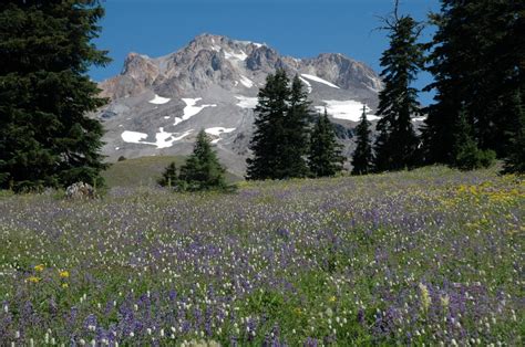 Wildflowers By The Season Around Oregon Washington