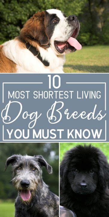 10 Most Shortest Living Dog Breeds You Must Know