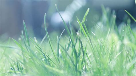 Green Blurry Grass In Garden Stock Photo Image Of Growth Blurry