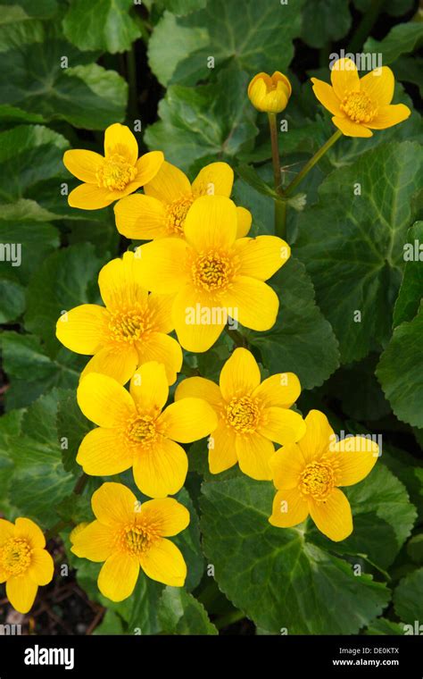 Flowering Kingcup Or Marsh Marigold Caltha Palustris Stock Photo Alamy