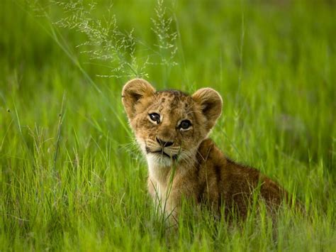 Big Cat Cub Pictures National Geographic