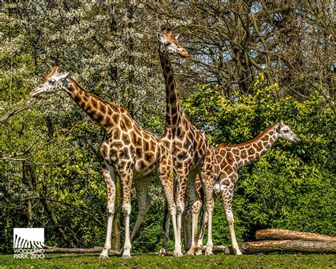 Woodland Park Zoo Blog Whos Your Favorite Giraffe At The Zoo