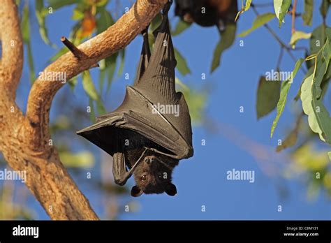 Black Flying Fox Pteropus Alecto Hanging In A Tree Kakadu National