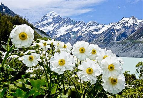 KUMPULAN GAMBAR FLORA FAUNA Foto Binatang Tumbuhan Flora dan Fauna