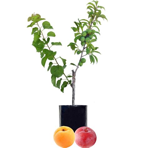 Nectarine Plum Fruit Salad Trees