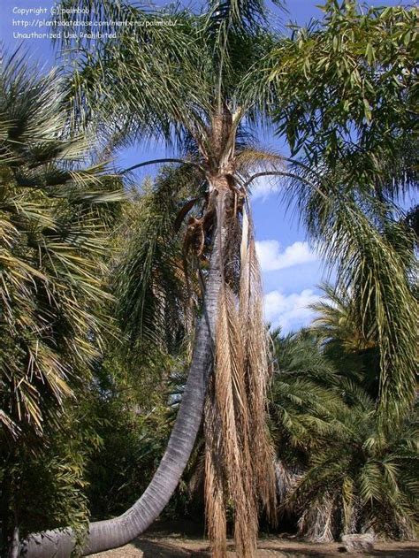 We did not find results for: PlantFiles Pictures: Queen Palm, Cocos Plumosa, Jeriva ...