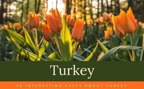 50 Interesting Facts About Turkey Fajar Magazine