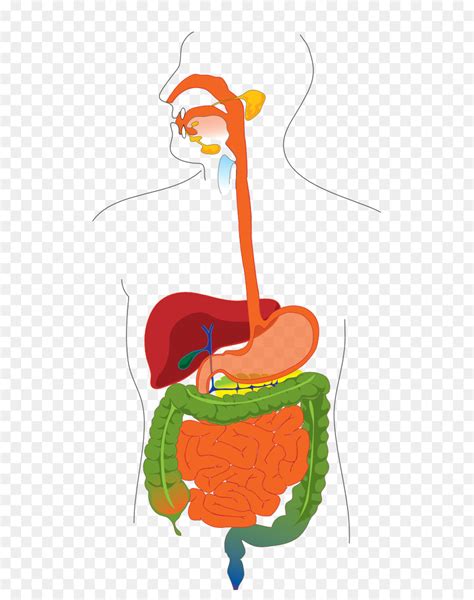 Tractus Gastro Intestinal Système Digestif Humain Diagramme Png