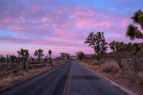 A Road Through Joshua Tree At Sunset Joshua Tree National Park