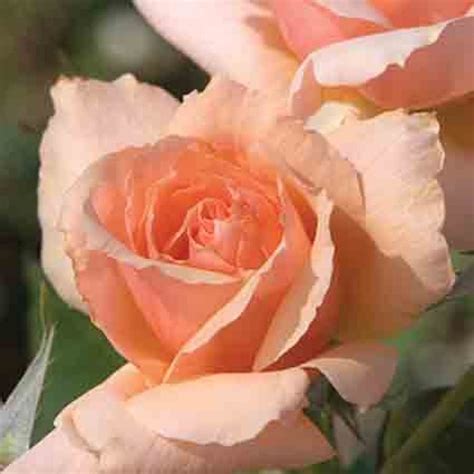 Apricot Candy Hybrid Tea Hybrid Tea Roses Edmunds Roses