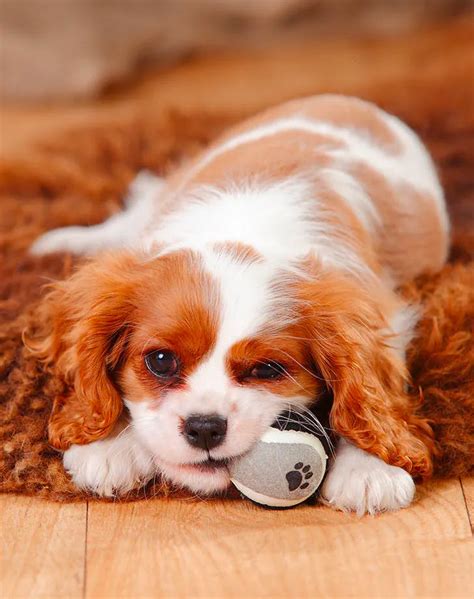 25 Low Maintenance Dog Breeds For People With Super Hectic Lives Purewow