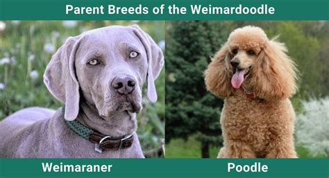 Weimardoodle Weimaraner And Poodle Mix Pictures Guide Info Care
