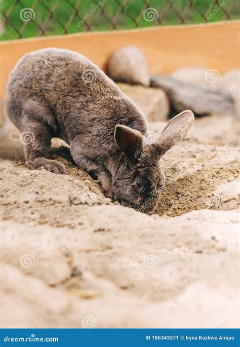 Rabbit Digging A Hole Making A Tunnel Stock Image Image Of Lying