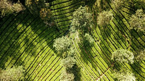 Aerial Green Plantations And Trees In Agricultural Countryside · Free