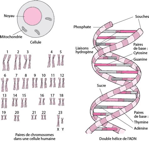 Gènes Et Chromosomes Fondamentaux Manuels Msd Pour Le Grand Public