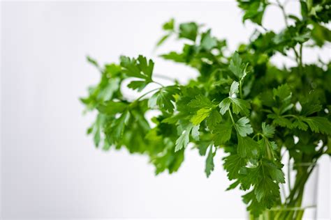 Cilantro Y Perejil Huerto En Casa