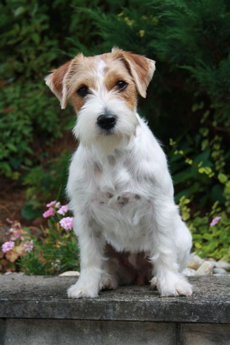 Jack Russell Terrier Chien Jack Russel Jack Russell Dogs Jack