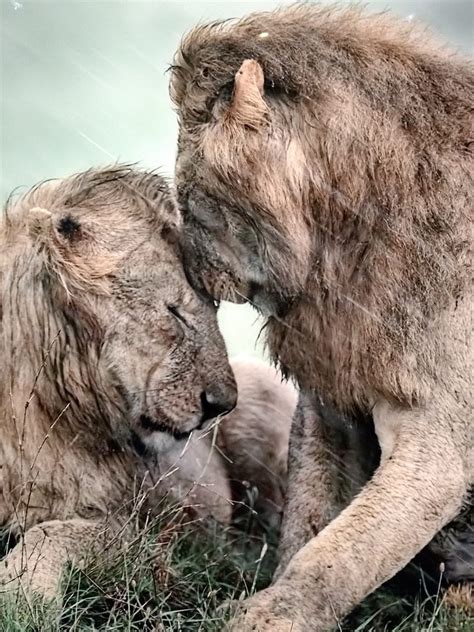 Lions Lion Love Rain Hd Phone Wallpaper Peakpx