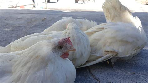 Diarrhea In Backyard Chickens Causes Treatment And Care
