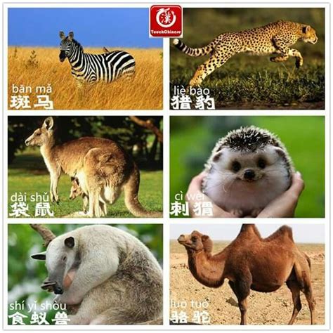 The chinese zodiac and interpersonal compatibility. Vocabulario | Chinese language, Animals, Bao