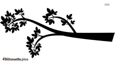 Tree Branch Silhouette Images Pictures