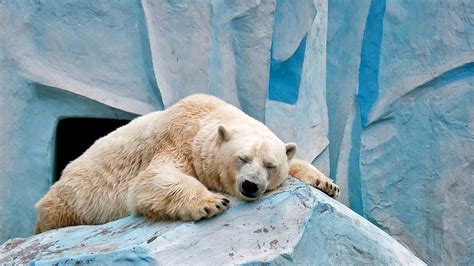Sleeping Polar Bear Image Abyss