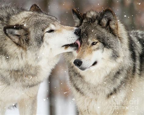 Wolf Kisses Photograph By Heather King Fine Art America