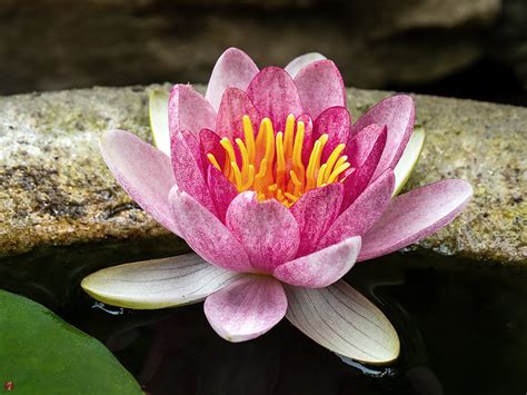 From The Garden Of Zen Suiren Water Lily Flower Kita Kamakura