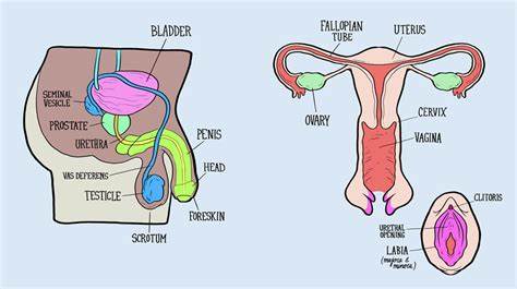 ⬤ body parts picture in english. Male And Female Reproductive Systems Harder To Label For ...
