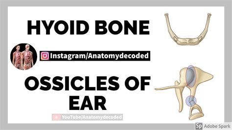 Hyoid Bone And Ossicles Of Ear Malleus Incus Stapes Instagram