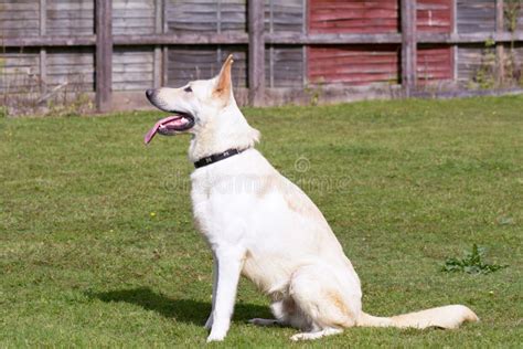 207 Blonde German Shepherd Dog Photos Free And Royalty Free Stock