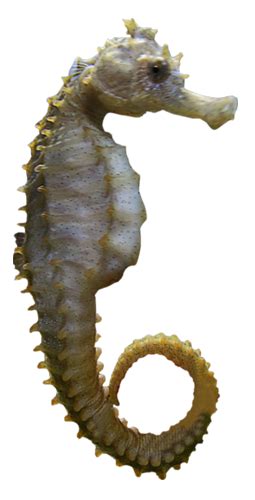 Seahorse Free Png Image Png All Png All