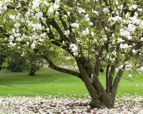 Best Fast Growing Trees 10 Trees To Bring Superfast Impact Gardeningetc