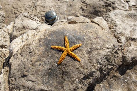 Orange Starfish On A Rock Stock Image Image Of Animal 16642201